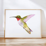 Hummingbirds S/2