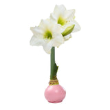 Waxed Amaryllis Bulb