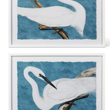 Serene Swan S/2
