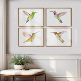 Hummingbirds S/2
